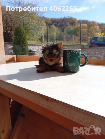 Продавам мини йоркширски териери , снимка 4 - Йоркширски териер - 52590670