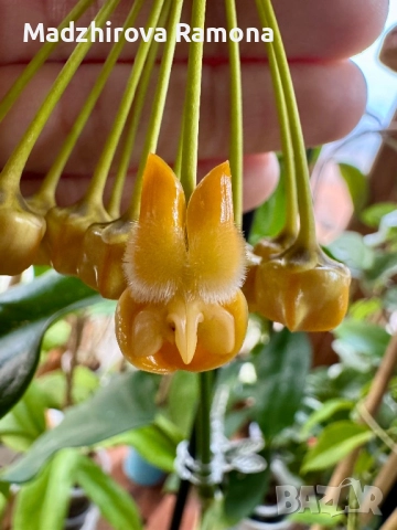 Hoya Lasiantha , снимка 3 - Стайни растения - 52647250