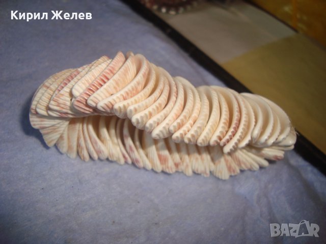 МОДНА ЛЯТНА ПЛАЖНА ХЕНД -МЕЙД АРТ ГРИВНА от МИДИЧКИ 22925, снимка 3 - Гривни - 37075901