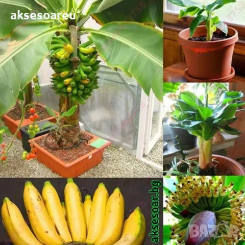 50 бр. Семена от Бонсай бананово дърво екзотични редки плодове палма за декорация на градината, снимка 5 - Сортови семена и луковици - 53258880