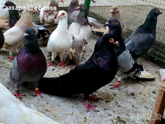 Римски гълъби (Рьомери), снимка 5 - Гълъби - 51181839