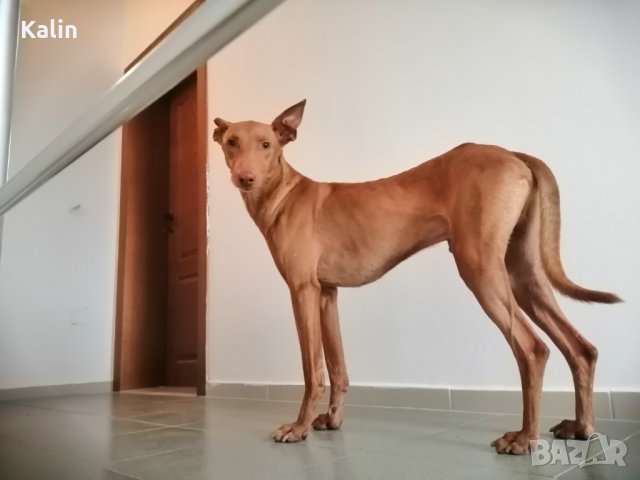 Фараоново куче