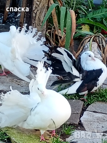 гълъби фенерлия декорация , снимка 6 - Гълъби - 52421214