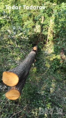 Трупи липа , снимка 3 - Други стоки за дома - 51082086