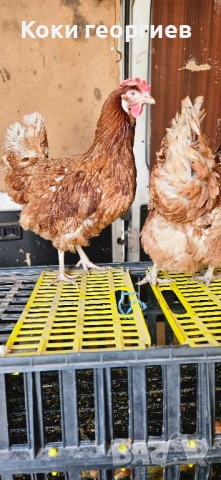продавам кокошки носачки ломан Браун за яйца 