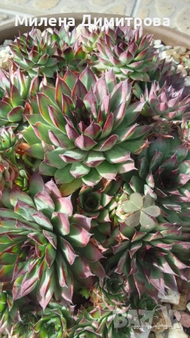 Семпервивум - дебелец различни сортове , снимка 3 - Градински цветя и растения - 52001936