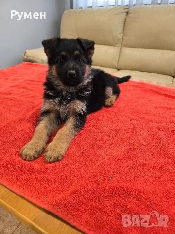 Уникална млада госпожица 