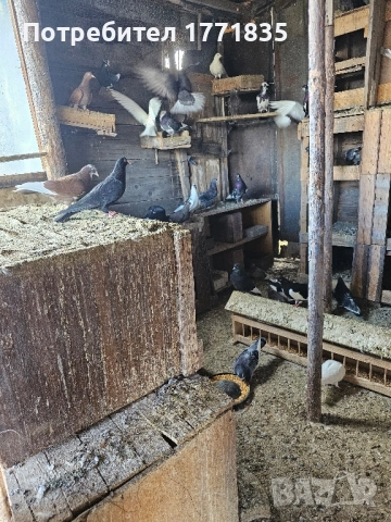 продавам гълъби на куп, снимка 11 - Гълъби - 49424583
