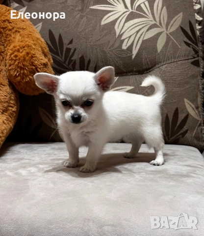Уникално Мини Чихуахуа Момченце