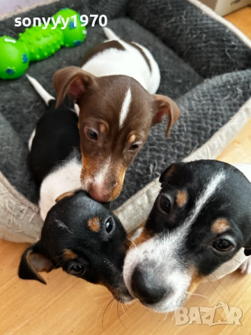 ДЖАК РЪСЕЛ ЖЕНСКО НА 2 МЕСЕЦА 2810251946, снимка 5 - Джак ръсел териер - 52215813