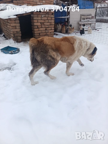 Продавам Сао алабай , снимка 10 - Алабай - 53312931