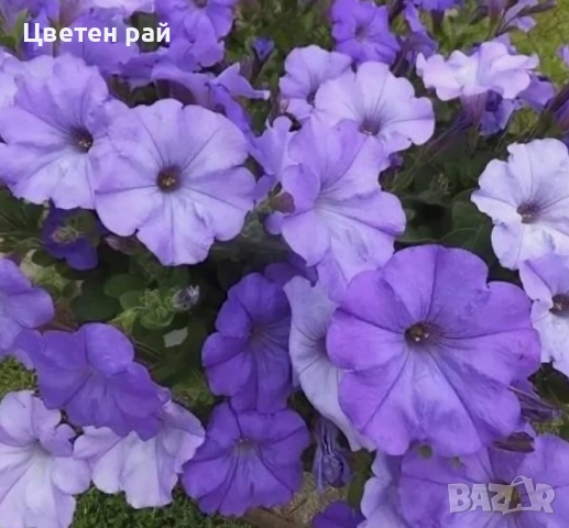 Петуния микс , снимка 1