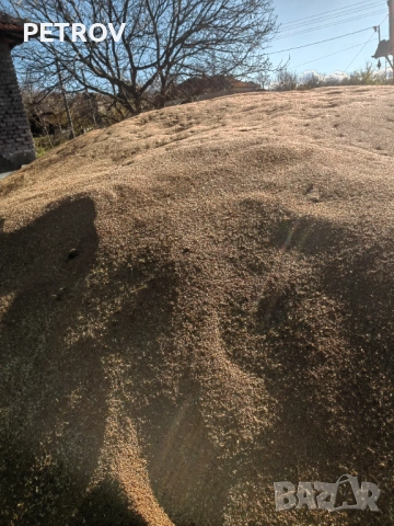 Продавам пшеница