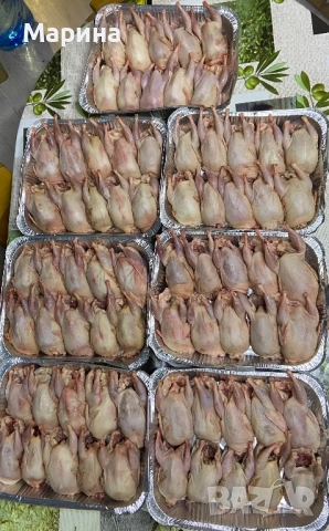 пъдпъдъци, снимка 5 - За птици - 52094606