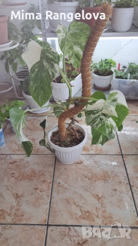 Monstera Albo Variagata, снимка 3 - Стайни растения - 52452321