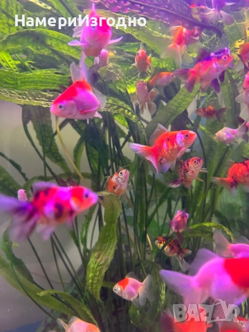 Златни Оранди, снимка 4 - Рибки - 52670468