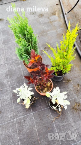 Промо пакет от 5 бр студоустойчиви растения!, снимка 2 - Градински цветя и растения - 51230092