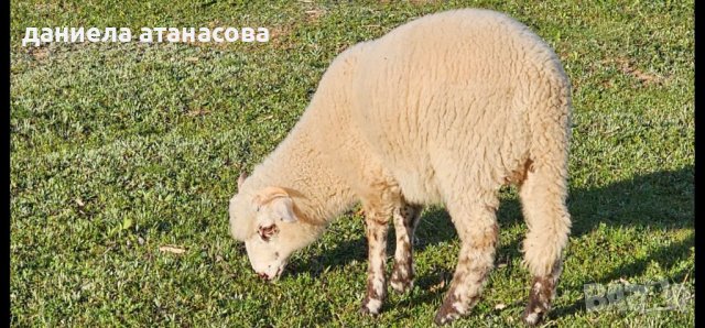 Агнета за Великден , снимка 3 - Овце - 40229198
