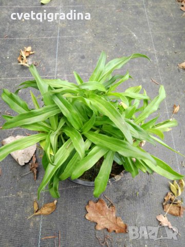 Dianthus barbatus mix (Брадат карамфил), снимка 3 - Градински цветя и растения - 43851838