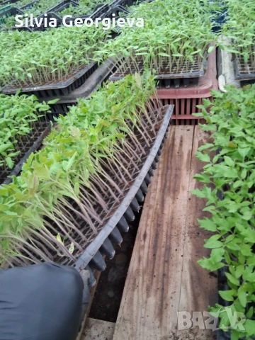 Разсад домати за пикиране, снимка 2 - Разсади - 53516960