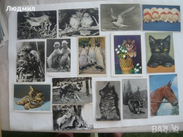 Пощенски картички с цветя и животни., снимка 6 - Колекции - 43512265