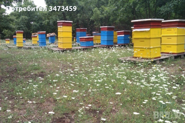 Био пчелен мед от производител , снимка 4 - Пчелни продукти - 51529460