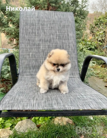 Померан мини момиче. Померанче, снимка 4 - Померан - 53043905