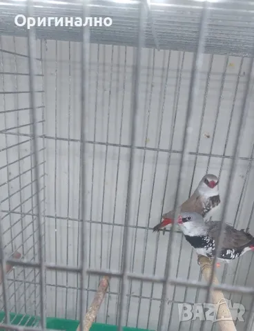 Амадини Канарчета , снимка 17 - Амадини - 49771329