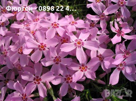 Флокс субулата (Phlox subulata) – пълзящ флокс, снимка 5 - Разсади - 37605672