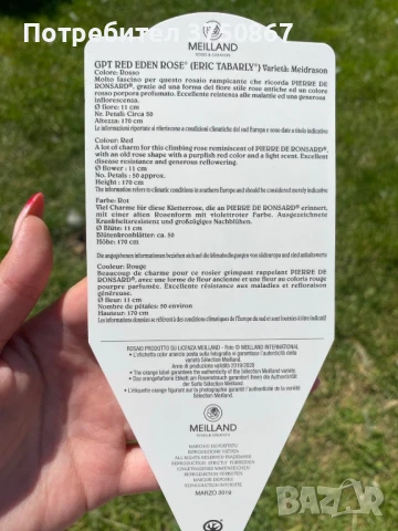 🌹РОЗА 🌹Gpt Red Eden Rose® (Eric Tabarly®) 🌹, снимка 8 - Градински цветя и растения - 51135670