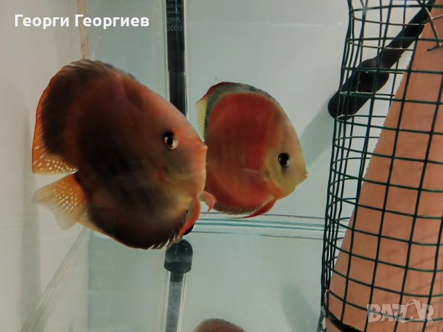 Дискуси, снимка 4 - Рибки - 51439805