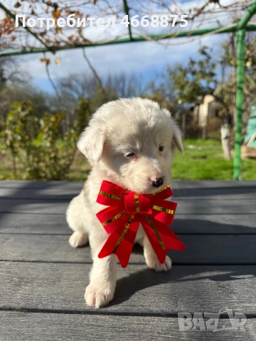 Кученца си търсят топъл дом, снимка 2 - Други - 52656027