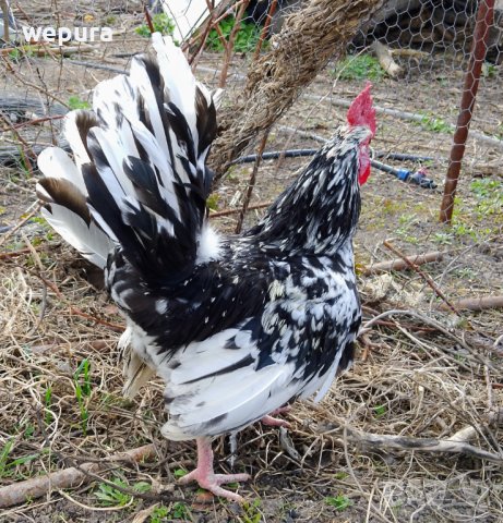 Продавам няколко декоративни петли за разплод или за красота японски кокошки и петли но, снимка 4 - Кокошки и пуйки - 39975503