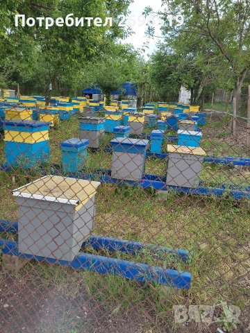 пчелин, снимка 2 - За пчели - 53222159