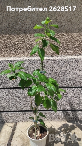 Китайска роза с червени обемни цветя висока 60 см