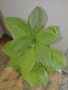 Каучуково дърво (Euphorbia Synadenium) - саксийно растение. , снимка 5