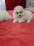 Померан померани померанчета, снимка 3