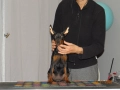 Миниатюрен Пинчер, снимка 5
