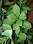 Еуфорбиякаучукова- саксийно растение. , снимка 7