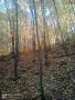 Широколистни гори 15.5 дка с. Винище, община Монтана, снимка 5