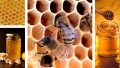 Чист пчелен восък и Чист Пчелен Клей/ Пчелен Прополис, снимка 7