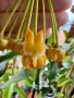 Hoya Lasiantha , снимка 3