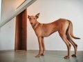Фараоново куче, снимка 1