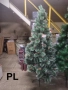 Коледни елхи с бели връхчета – различни размери, снимка 3