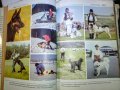 "Енциклопедия на кучето"-Германия, снимка 16