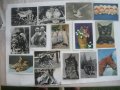 Пощенски картички с цветя и животни., снимка 6