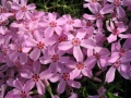 Флокс субулата (Phlox subulata) – пълзящ флокс, снимка 5