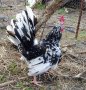 Продавам няколко декоративни петли за разплод или за красота японски кокошки и петли но, снимка 4