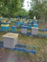 пчелин, снимка 2