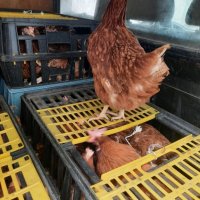 продавам кокошки носачки за яйца, снимка 2 - Кокошки и пуйки - 42998728